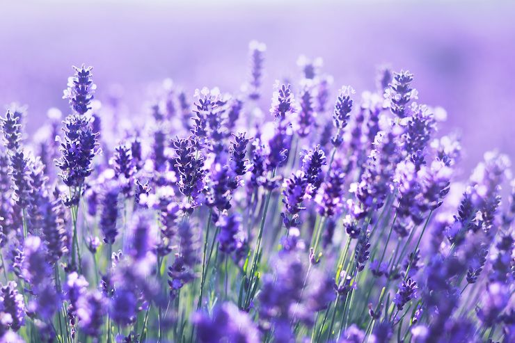 lavender