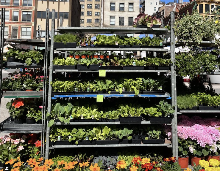 union square greenmarket - new york city