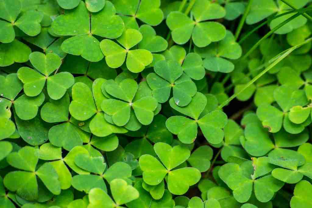 Oxalis smaller  Resampled